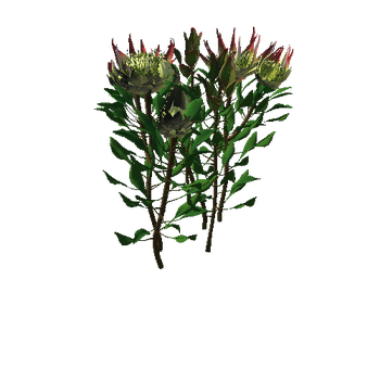 Flower Protea King4